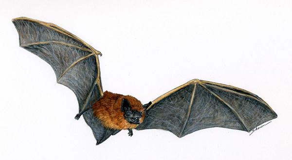 flying bat drawing